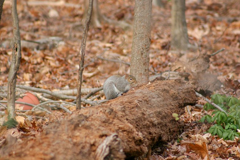 Squirrels auf Vorratssuche