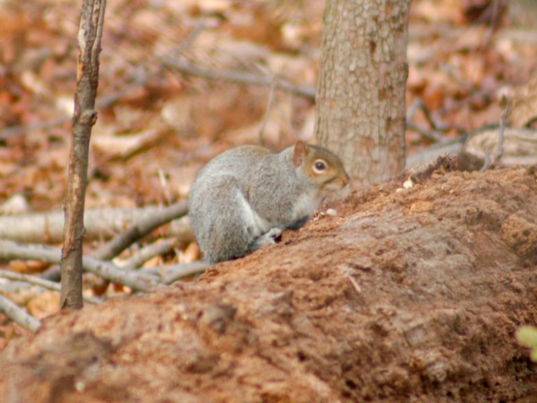 Squirrels auf Vorratssuche