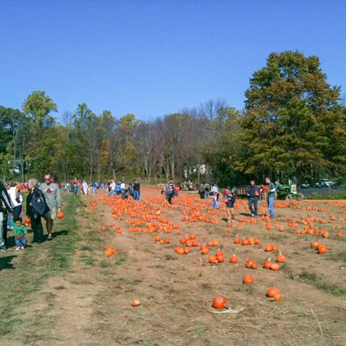 Auf dem „pumpkin patch“ – ausgelegte Kürbisse einsammeln