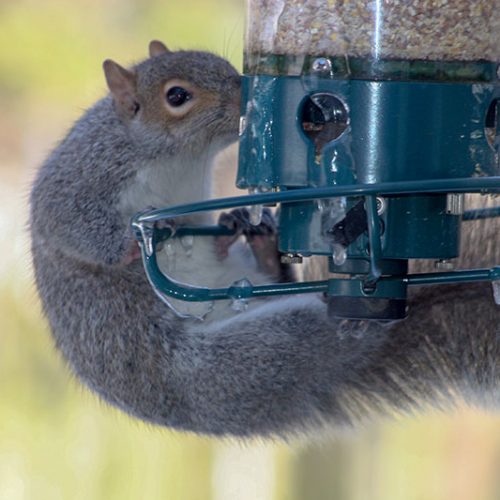 Hunger macht erfinderisch