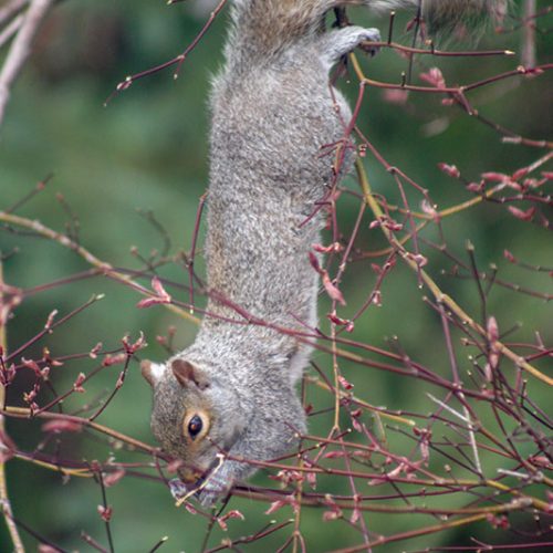 Unsere Feinschmecker-Squirrels