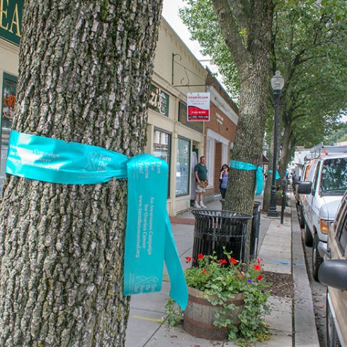 Viele Bäume in Morristown tragen die Schleifen