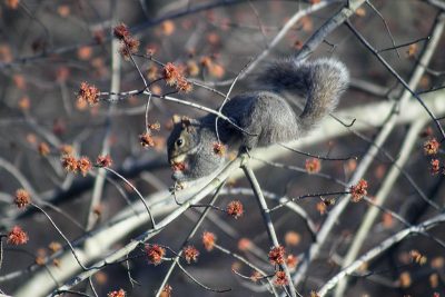 Akrobatische squirrels und Schlangen als Untermieter