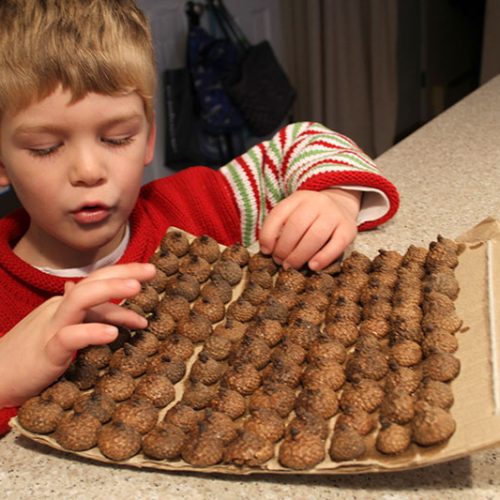 Tims 100 Eicheln für das 100-Tage-Projekt...