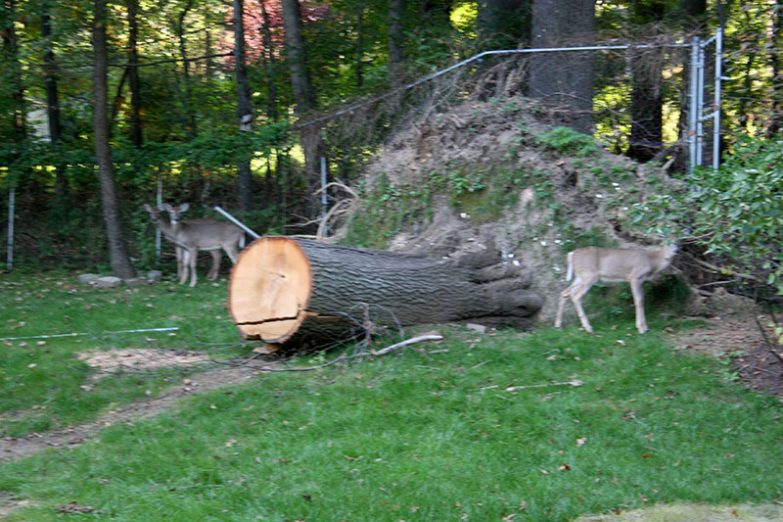 Rehe lieben Zaunlöcher