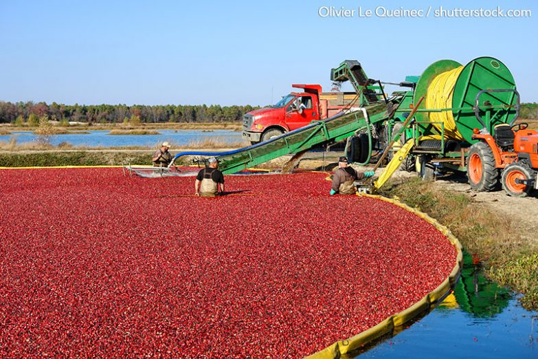 Rote Cranberry-Ernte