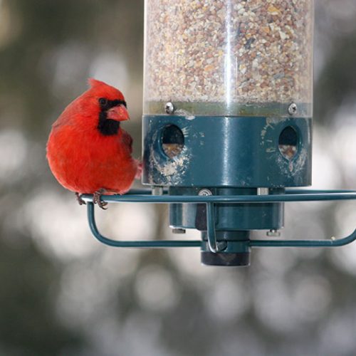 Hoher Besuch: ein Roter Kardinal