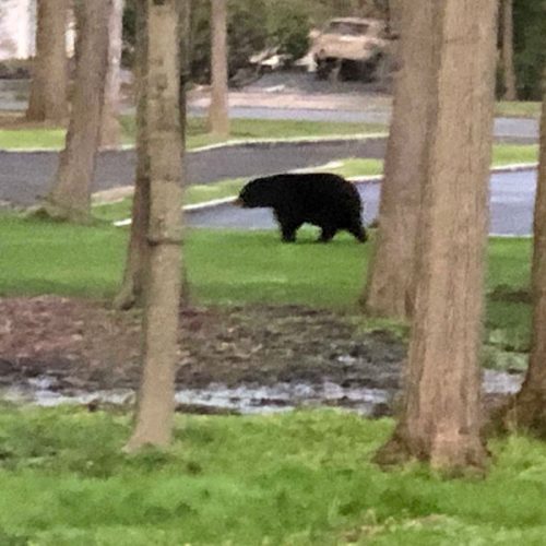 Bear in the neighborhood